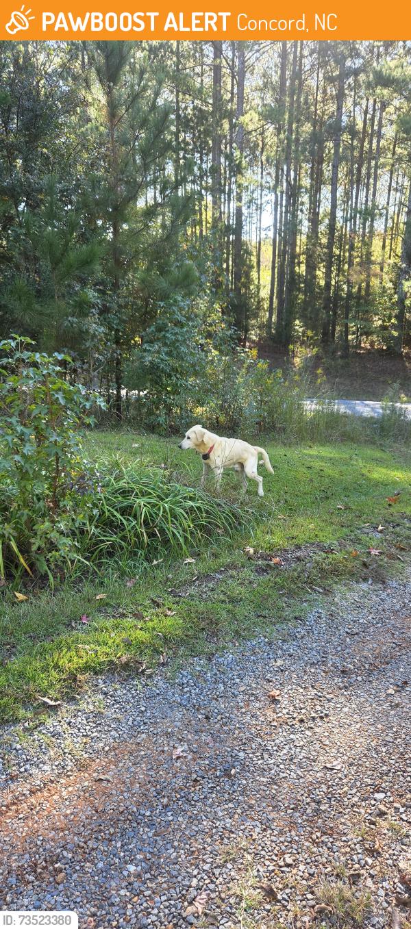 Found/Stray Male Dog last seen Heglar rd & Cold Springs South, Concord, NC 28025