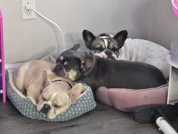 Lost Male Dog last seen Ave k east and 22nd st east, Lancaster, CA 93535