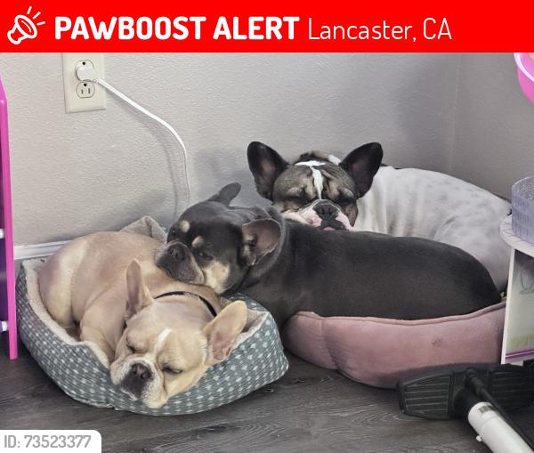 Lost Male Dog last seen Ave k east and 22nd st east, Lancaster, CA 93535