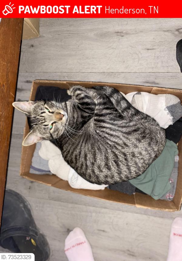 Lost Male Cat last seen Off of main st close to fast track on same side of road as fast track, Henderson, TN 38340