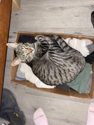 Lost Male Cat last seen Off of main st close to fast track on same side of road as fast track, Henderson, TN 38340