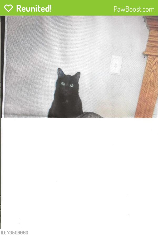 Reunited Female Cat last seen DeMeyer Park Subdivision Cloverdale and McMillan, Boise, ID 83713