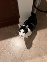 Reunited Male Cat last seen Near Canmorre Ct, Fayetteville, NC 28306, USA, Fayetteville, NC 28306