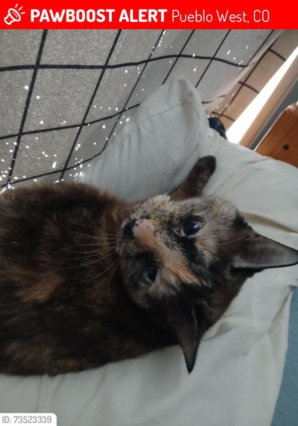 Lost Female Cat last seen Near east Stewart drive, Pueblo West, CO 81007