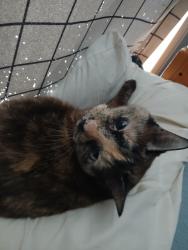 Lost Female Cat last seen Near east Stewart drive, Pueblo West, CO 81007