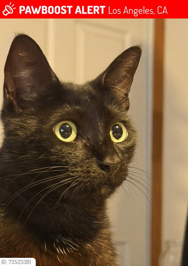 Lost Female Cat last seen Nielson Field, Los Angeles, CA 90045