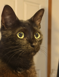 Lost Female Cat last seen Nielson Field, Los Angeles, CA 90045