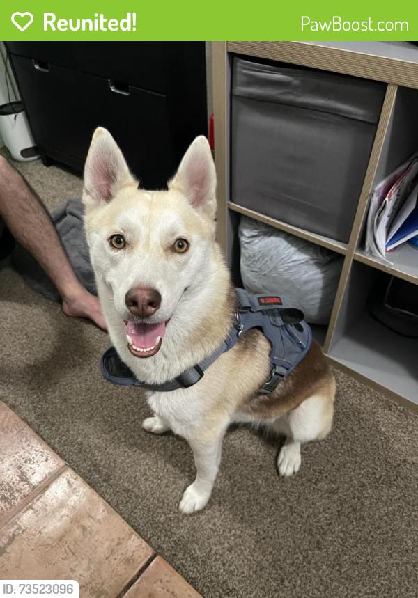 Reunited Female Dog last seen Alamitos and PCH, Long Beach, CA 90813