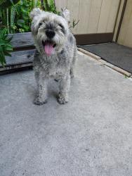 Reunited Female Dog last seen 3rd behind Carnival, Chula Vista, CA 91911