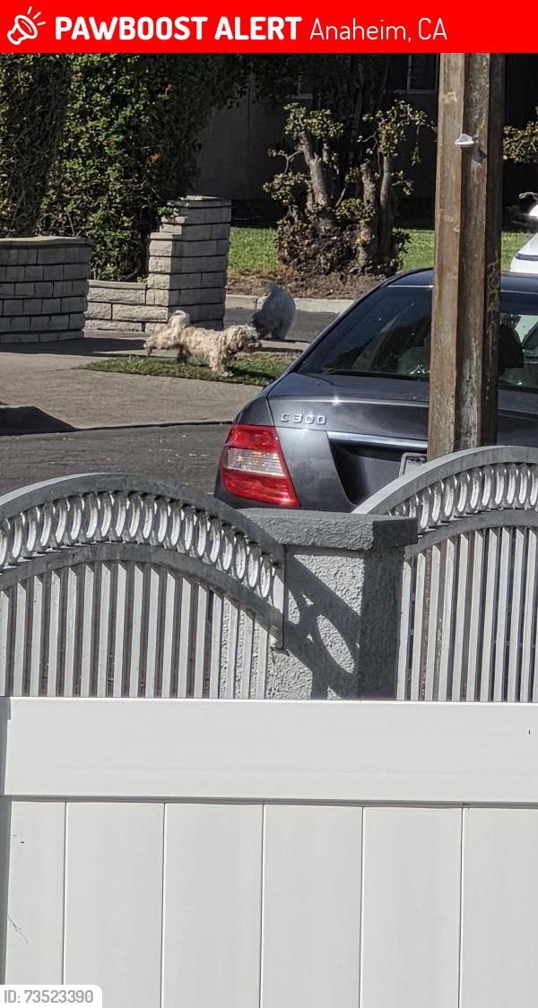 Lost Unknown Dog last seen Nutwood, Anaheim, CA 92804
