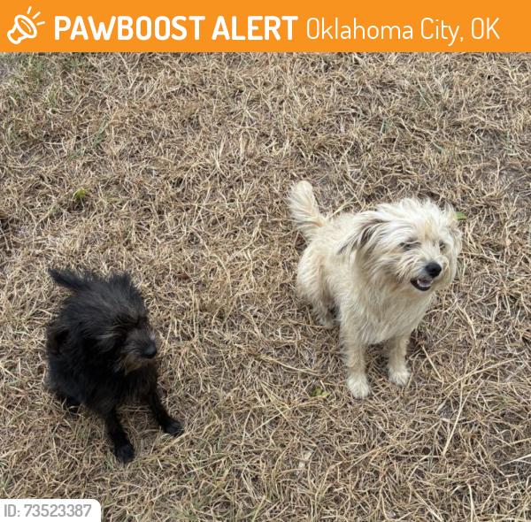 Found/Stray Female Dog last seen Kelly Ave, Oklahoma City, OK 73121