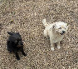 Found/Stray Female Dog last seen Kelly Ave, Oklahoma City, OK 73121