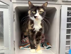 Shelter Stray Female Cat last seen Near Snyder Avenue, BROOKLYN, NY, 11226, 326 E 110th St, New York, NY 10029, USA