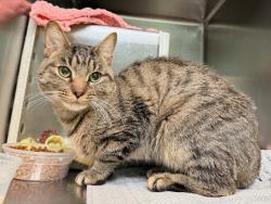 Shelter Stray Male Cat last seen Apt 2D,3544 Wayne Avenue, BRONX, NY, 10467, 326 E 110th St, New York, NY 10029, USA