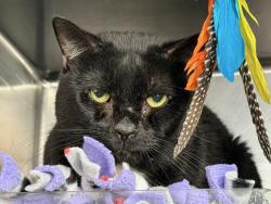 Shelter Stray Male Cat last seen Near Barker Avenue, BRONX, NY, 10467, 326 E 110th St, New York, NY 10029, USA