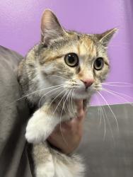 Shelter Stray Female Cat last seen Apt D102,1099 S West Temple Street, SALT LAKE CITY, UT, 84101, 511 W 3900 S, Salt Lake City, UT 84123, USA