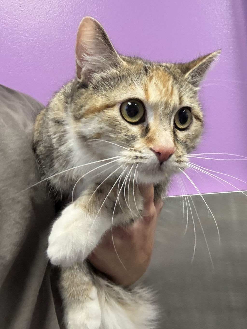 Shelter Stray Female Cat last seen Apt D102,1099 S West Temple Street, SALT LAKE CITY, UT, 84101, 511 W 3900 S, Salt Lake City, UT 84123, USA