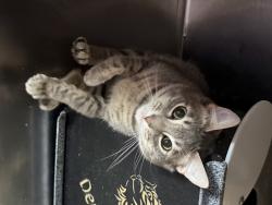 Shelter Stray Male Cat last seen Near 89 Avenue, JAMAICA, NY, 11432, 326 E 110th St, New York, NY 10029, USA