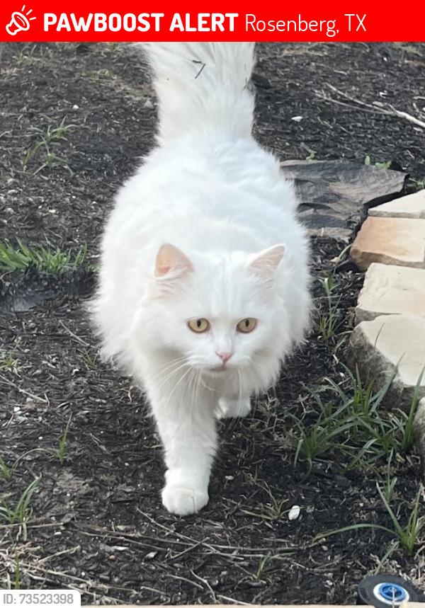 Lost Male Cat last seen Pearl Glen Lane, Rosenberg, TX 77469