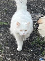 Lost Male Cat last seen Pearl Glen Lane, Rosenberg, TX 77469