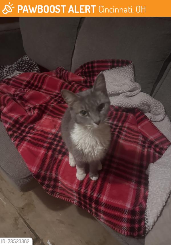 Found/Stray Female Cat last seen Race view on one side, Harrison Ave. block across from Wild Mike’s other side of my block, Clearview across Street, Cincinnati, OH 45211