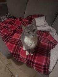 Found/Stray Female Cat last seen Race view on one side, Harrison Ave. block across from Wild Mike’s other side of my block, Clearview across Street, Cincinnati, OH 45211