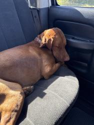 Reunited Female Dog last seen Near Oakway Circle, Columbia, TN, USA, Columbia, TN 38401