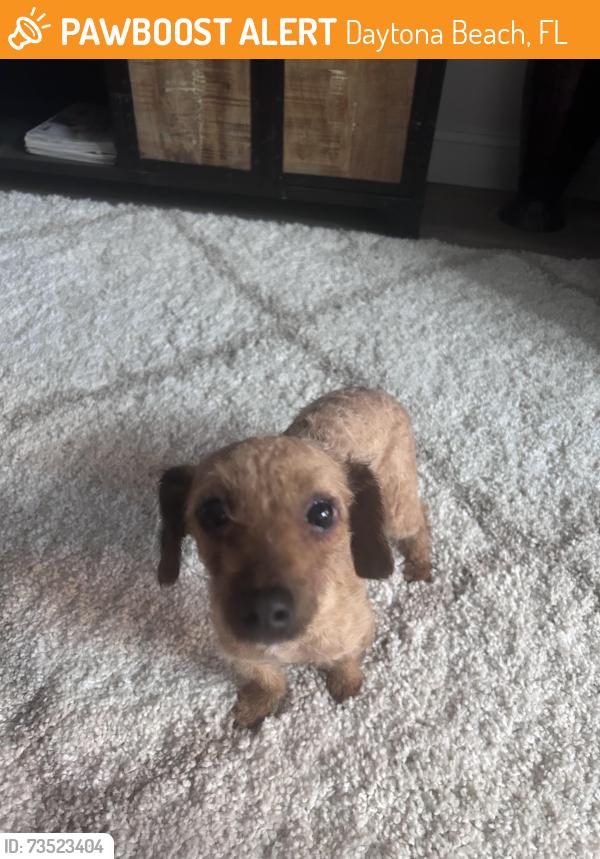 Found/Stray Male Dog last seen MLK, Daytona Beach, FL 32114