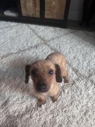 Found/Stray Male Dog last seen MLK, Daytona Beach, FL 32114