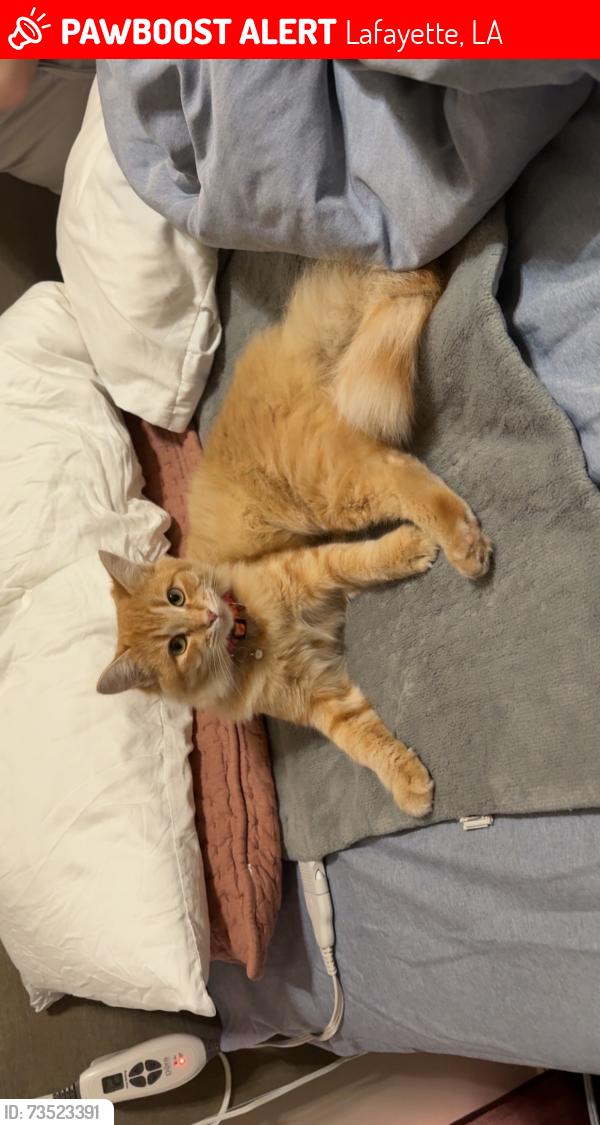 Lost Female Cat last seen Bald eagle near curve, Lafayette, LA 70508