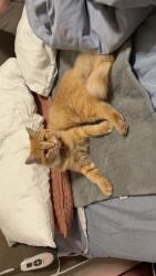Lost Female Cat last seen Bald eagle near curve, Lafayette, LA 70508