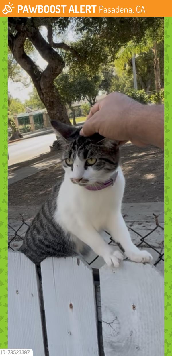 Found/Stray Unknown Cat last seen lincoln/barthe, Pasadena, CA 91103