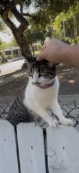 Found/Stray Unknown Cat last seen lincoln/barthe, Pasadena, CA 91103