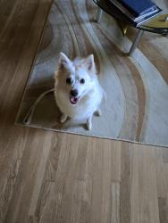 Reunited Unknown Dog last seen Peachcrest Rd, Briggs Chaney Rd, MD 20866