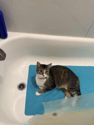 Reunited Male Cat last seen Graham park, Greenville, TX 75401