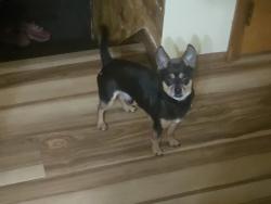 Reunited Male Dog last seen Near Easton Rd, Bethlehem, PA 18055