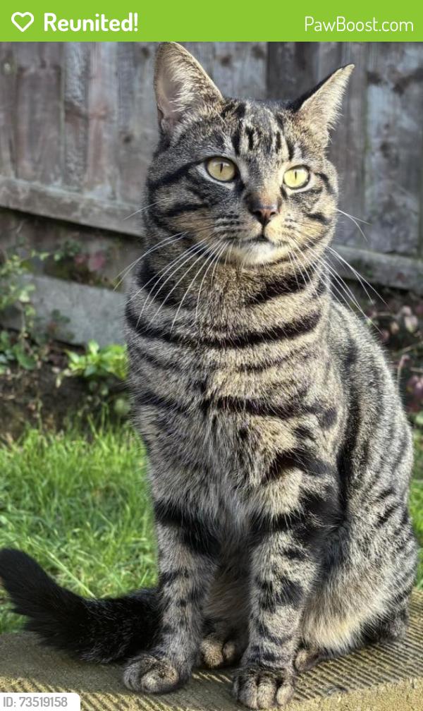 Reunited Male Cat last seen Barker road Sudbury Suffolk CO10 1WF, Suffolk, England 