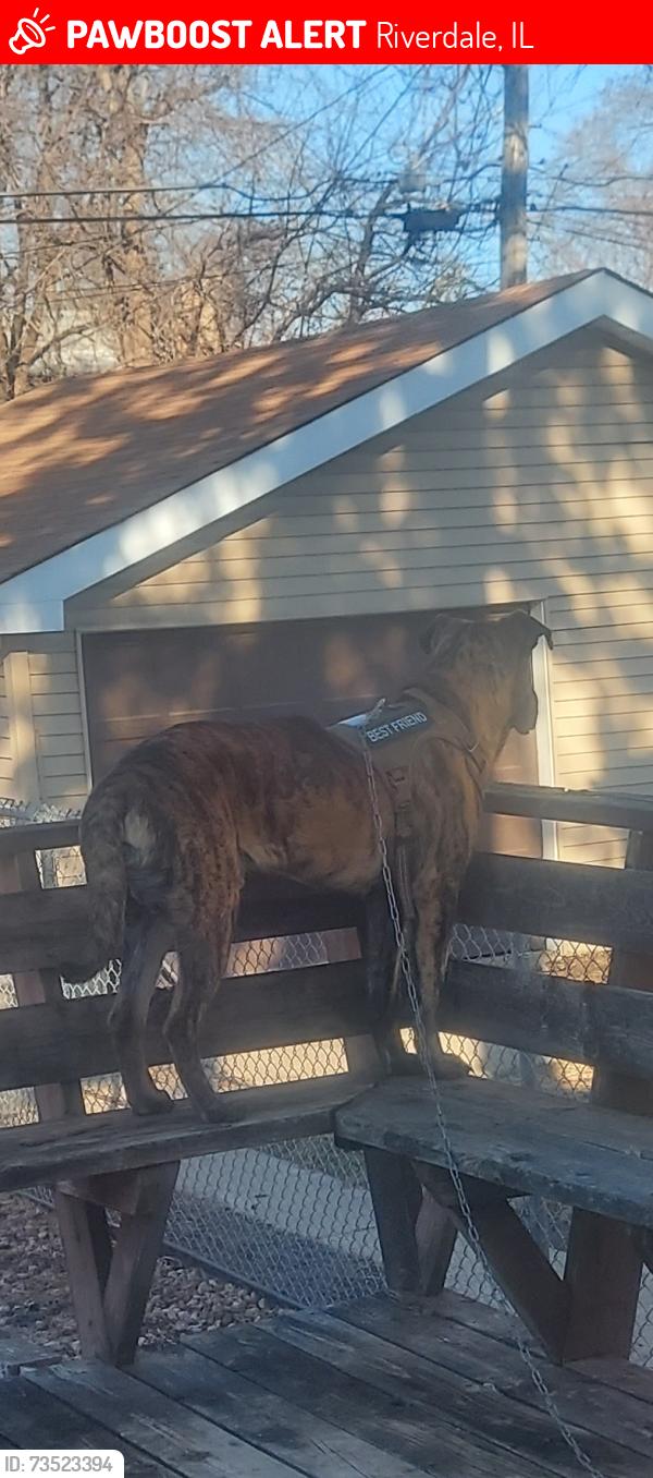 Lost Male Dog last seen Halsted, Riverdale, IL 60827
