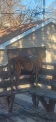 Lost Male Dog last seen Halsted, Riverdale, IL 60827