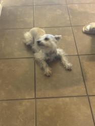Found/Stray Female Dog last seen Sterling Village, Iowa Colony, TX 77583