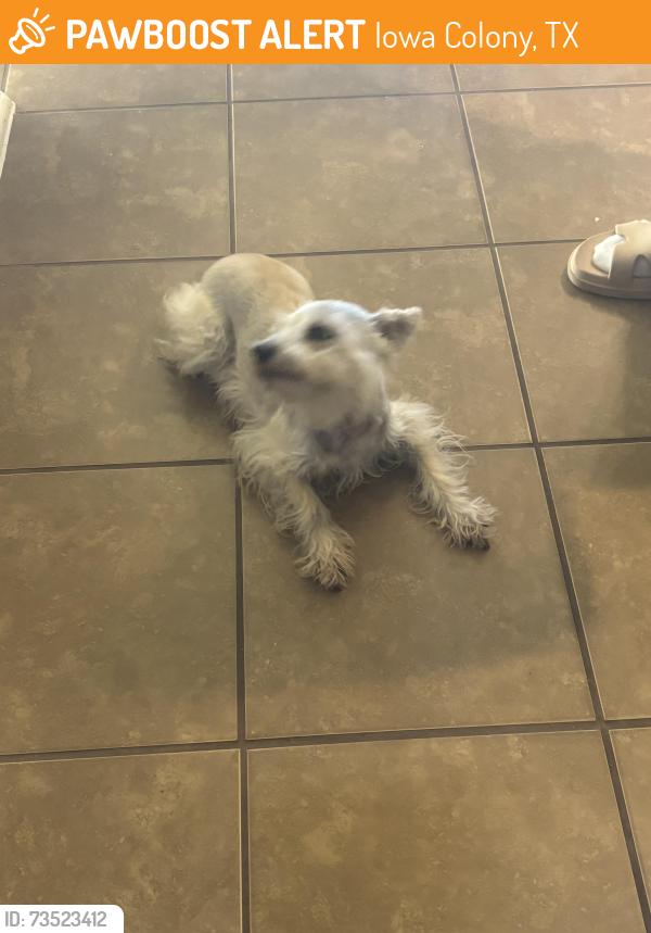 Found/Stray Female Dog last seen Sterling Village, Iowa Colony, TX 77583