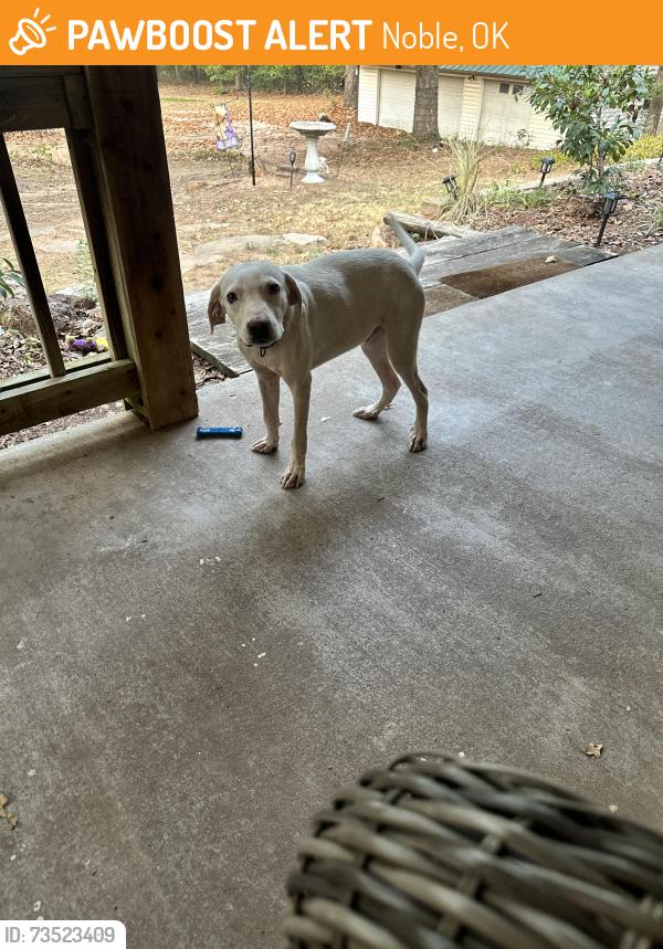 Found/Stray Male Dog last seen Cedar Lane & 156 (East), Noble, OK 73068
