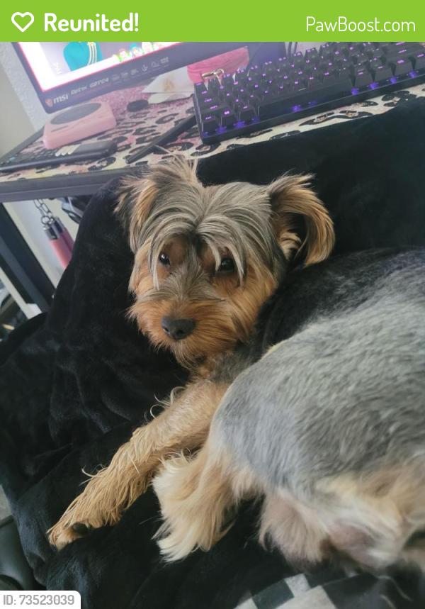 Reunited Male Dog last seen Guild and turner the winery, Lodi, CA 95240