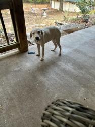 Found/Stray Male Dog last seen Cedar Lane & 156 (East), Noble, OK 73068