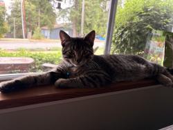 Reunited Male Cat last seen Near 151st Ave NE, Redmond, WA 98052, USA, Redmond, WA 98052