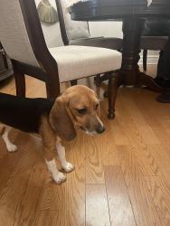 Lost Female Dog last seen Near Little Gloucester Road wandering the apmt complex behind the Lamppost Diner, Clementon, NJ 08021