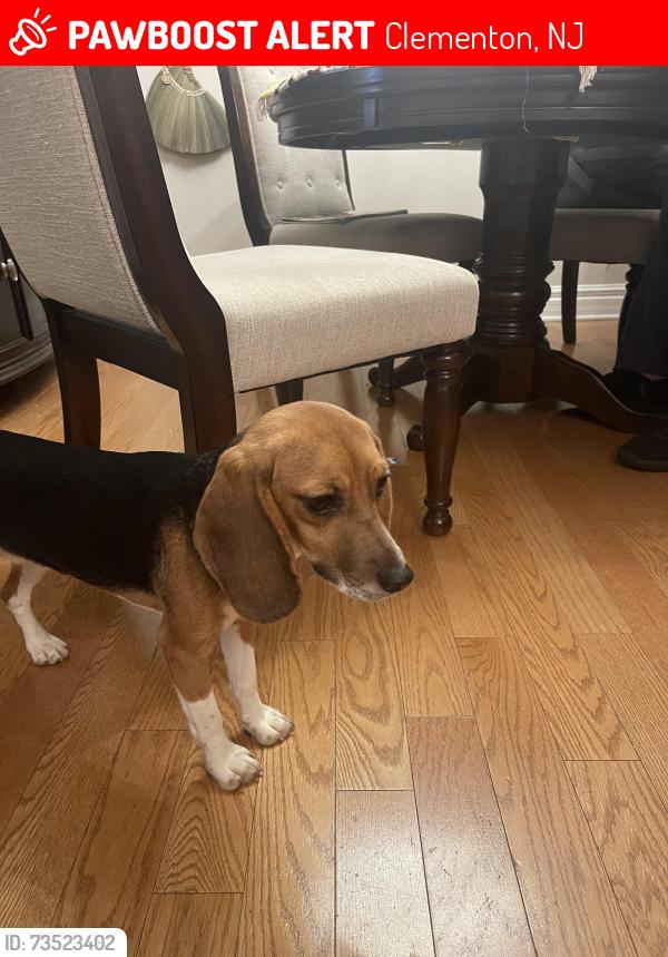 Lost Female Dog last seen Near Little Gloucester Road wandering the apmt complex behind the Lamppost Diner, Clementon, NJ 08021