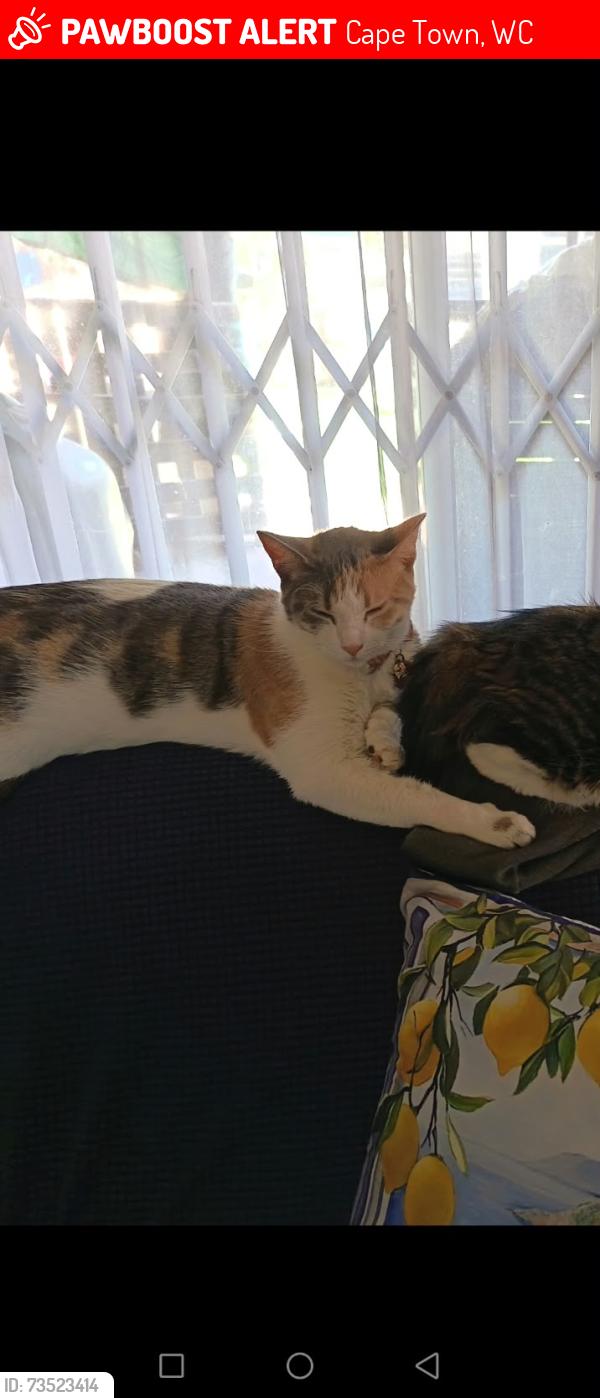 Lost Female Cat last seen Near Wiinbledon way, Cape Town, WC 7441