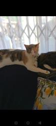 Lost Female Cat last seen Near Wiinbledon way, Cape Town, WC 7441