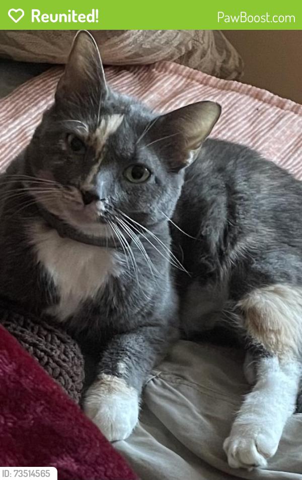 Reunited Female Cat last seen Liverpool Court, Boynton Beach, FL 33472